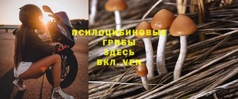 kraken вход  Алексин  Псилоцибиновые грибы Psilocybine cubensis 